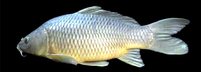 Cyprinus carpio_04.jpg